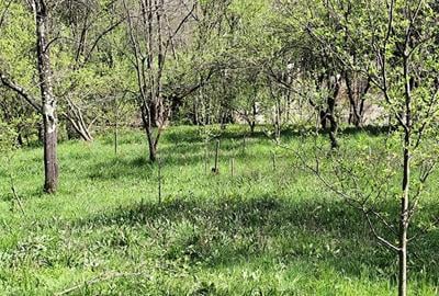 Teren de 1000 mp, în Jiblea Veche - 2