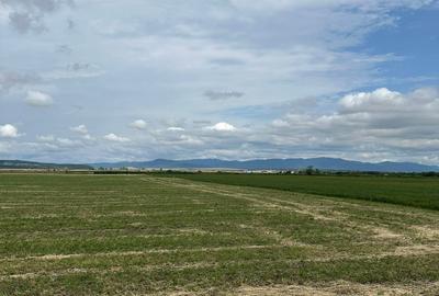 Teren agricol extravilan de 10000 mp, în Hălchiu - 2