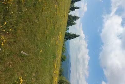 Teren de 7000 mp, în Horea - 3
