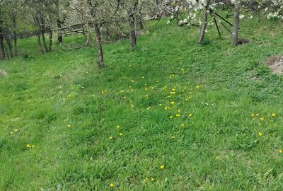 Teren de 2368 mp, în Ipotești - 5