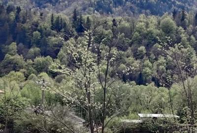 Teren de 1700 mp, în Lepșa - 2