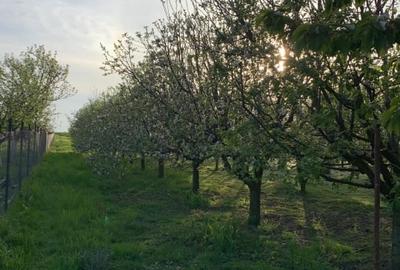 Casă individuală cu 4 camere cu Teren 5538 Mp în Macea - 12