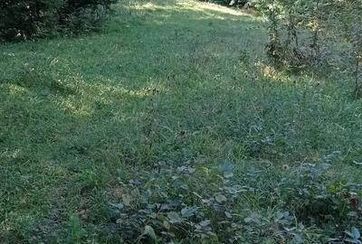 Teren de 6800 mp, în Moisei