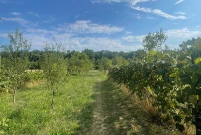 Teren de 2500 mp, în Central