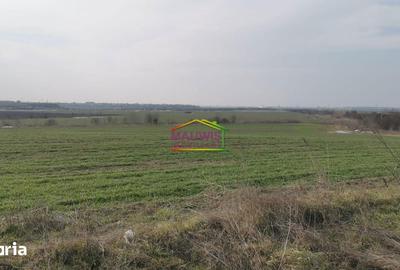 Teren de 7240 mp, în Cernica - 4