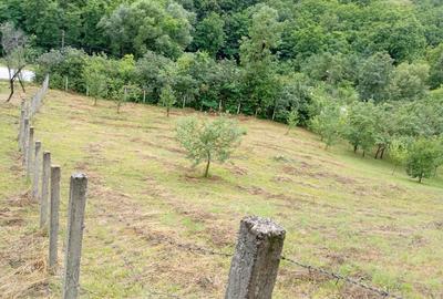 Teren agricol extravilan de 1953 mp, în Livezile