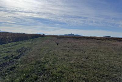 Teren agricol extravilan de 44000 mp, în Hărman - 8