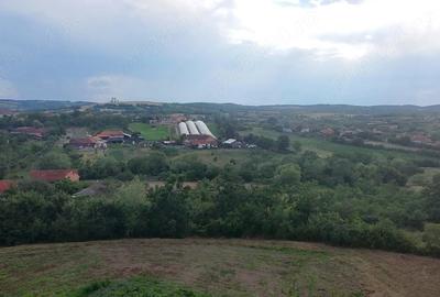 Teren de 1000 mp, în Sacoșu Mare - 1