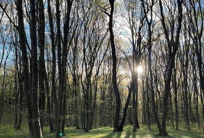 Teren de 5000 mp, în Frumușani - 9