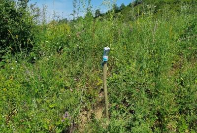 Teren Construcții intravilan de 625 mp, în Livezeni - 6