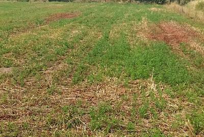 Teren de 2076 mp, în Volovăț