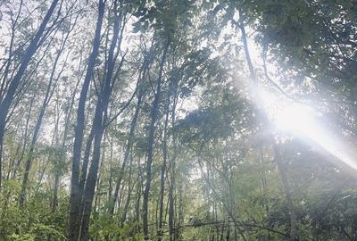 Teren de 5000 mp, în Valea Părului - 4