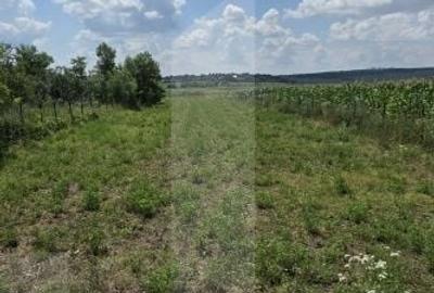 Teren de 1477 mp, în Bălușeni