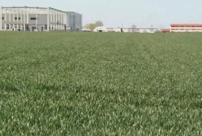 Teren de 25000 mp, în Giarmata
