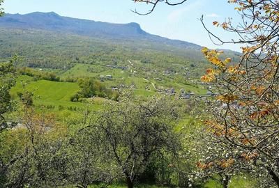 Teren de 10000 mp, în Breb - 3
