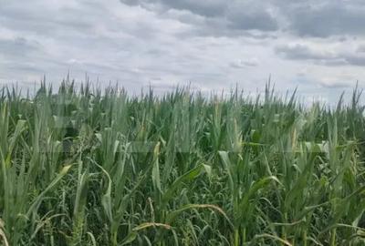Teren de 4000 mp, în Rădăuți