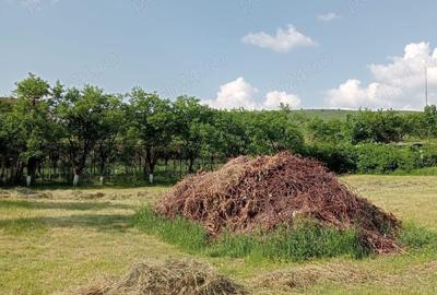 Teren de 2000 mp, în Dărmănești
