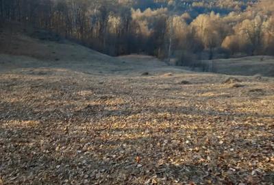 Teren de 5347 mp, în Runcu - 4