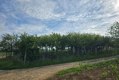 Teren de 2834 mp, în Fegernic - 3