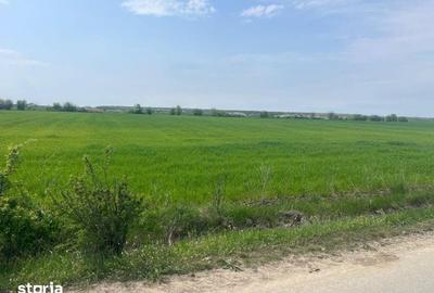 Teren de 5600 mp, în Ciocănești - 1
