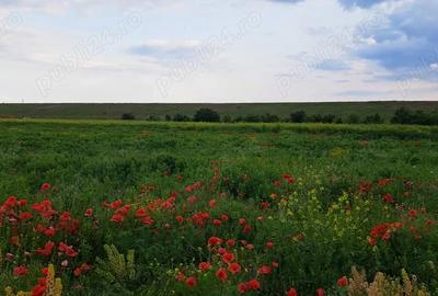Teren de 704 mp, în Cornetu - 6