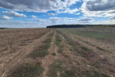 Teren de 3500 mp, în Snagov