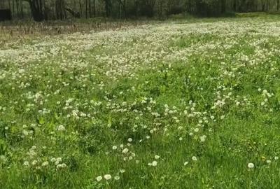 Teren de 2000 mp, în Zorlențu Mare