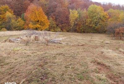 Teren de 10000 mp, în Bratca - 2