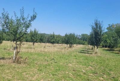 Teren în Prigor - 2