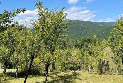 Teren de 6000 mp, în Vistieru