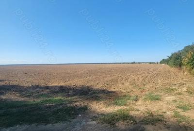 Teren de 250000 mp, în Comana - 10