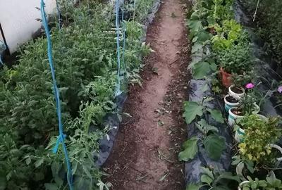 Casă cu 2 camere cu Teren 12400 Mp în Sărăuad - 3