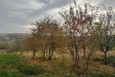 Teren de 4500 mp, în Comșești - 2