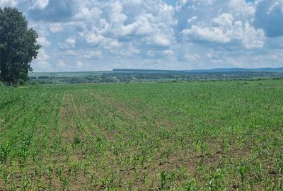 Teren de 27500 mp, în Șerbești - 3