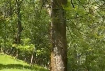 Teren de 2050 mp, în Bărbătești - 4