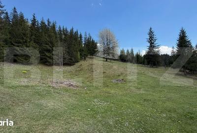 Teren de 16000 mp, în Sadova - 8