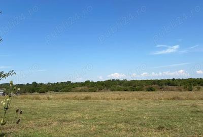 Teren de 7500 mp, în Băicoi - 5