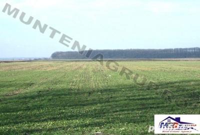 Teren de 20000 mp, în Afumați - 10