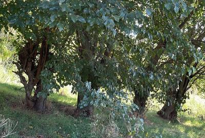 Teren de 8800 mp, în Pătlăgeanca - 6
