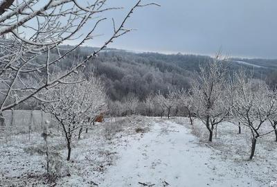 Teren de 5499 mp, în Poiana Tășad - 6
