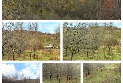 Teren de 6000 mp, în Stoilești