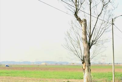 Teren de 12000 mp, în Dărăști-Ilfov - 3