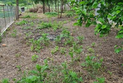 Casă cu 3 camere cu Teren 1000 Mp în Bulzești