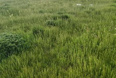 Teren de 1000 mp, în Fundeni