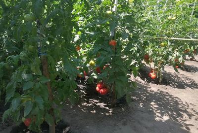 Casă cu 2 camere cu Teren 1000 Mp în Havârna