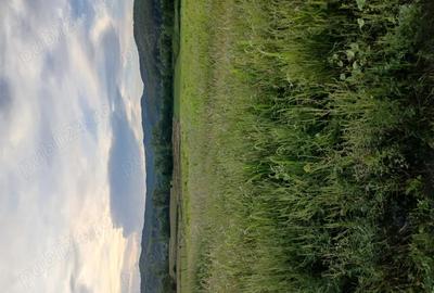Teren de 30000 mp, în Lupoaia - 3