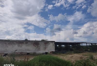 Teren de 8000 mp, în Dragomirești - 3