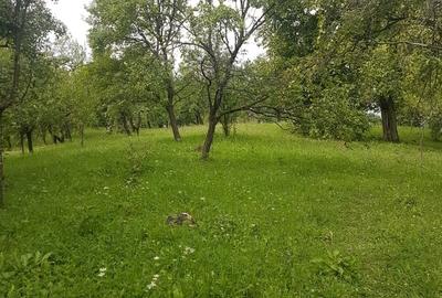Teren de 2300 mp, în Runcu