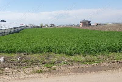 Teren de 4000 mp, în Matca - 1