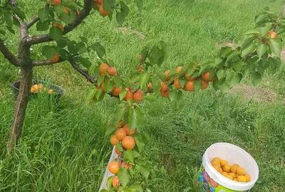 Teren de 6200 mp, în Mogoșești - 7